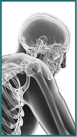 Neck
