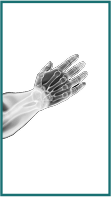 Hand & Wrist