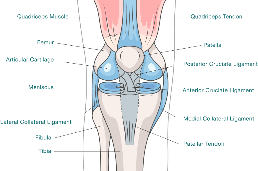 Basic Knee Anatomy